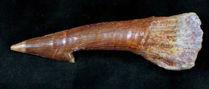 Onchopristis (Giant Sawfish) Rostral Barb #20350